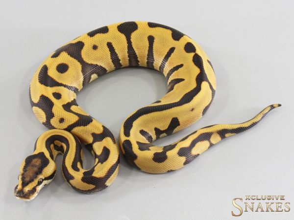 0.1 Enchi Leopard Desert Ghost het Clown 2026