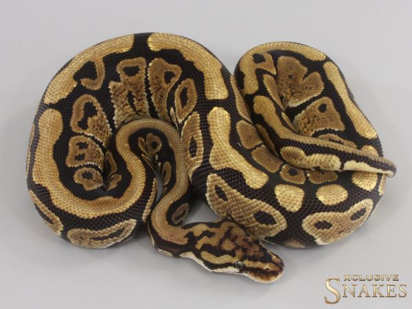 1.0 Spotnose triple het Desert Ghost Hypo Clown 2023