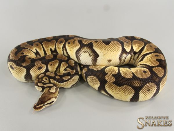 0.1 Pastel Orange Dream het Clown 2018