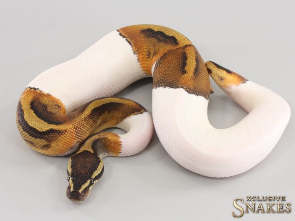 1.0 GHI Piebald het Desert Ghost 2023