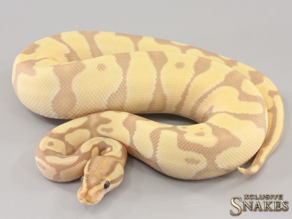 0.1 Banana Enchi Gravel Desert Ghost 2023