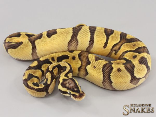 0.1 Pastel Enchi Vanilla double het Desert Ghost Piebald 2023