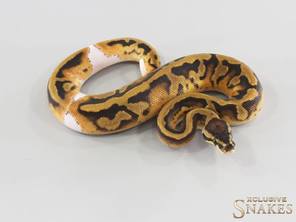 0.1 Piebald double het Lavender Clown 2026