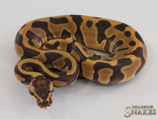 0.1 Enchi Leopard double het Desert Ghost Clown 2023