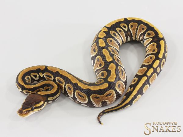0.1 Cypress double het Ultramel Clown 2026