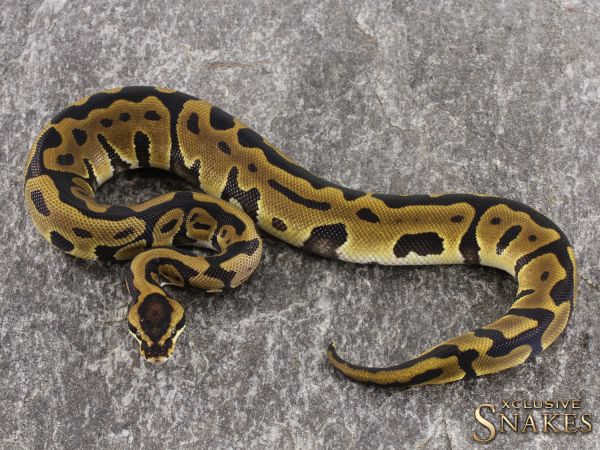 1.0 Enchi Leopard het Clown 2021