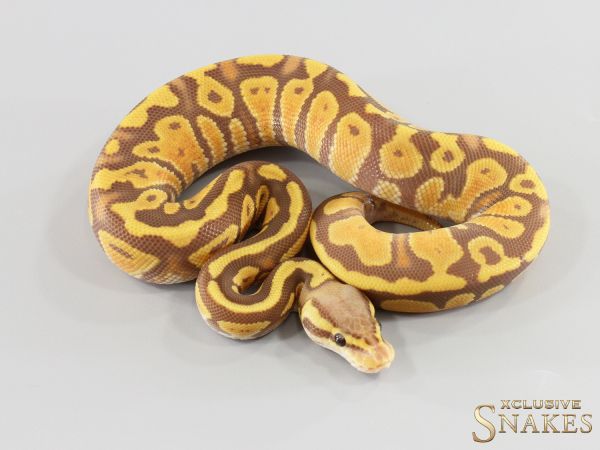 0.1 Pastel Ultramel het Clown 2026