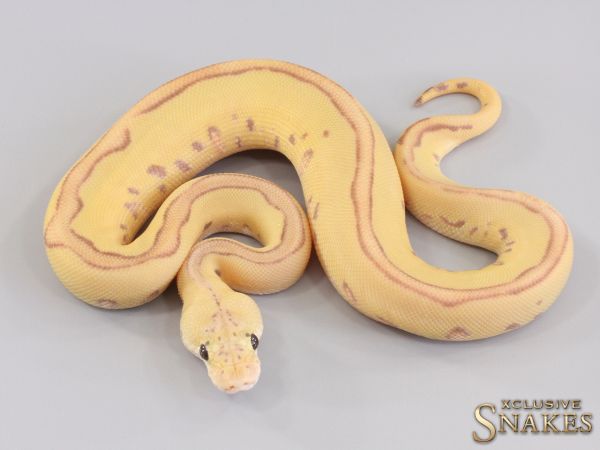 0.1 Banana Enchi Butter Leopard Clown 2023