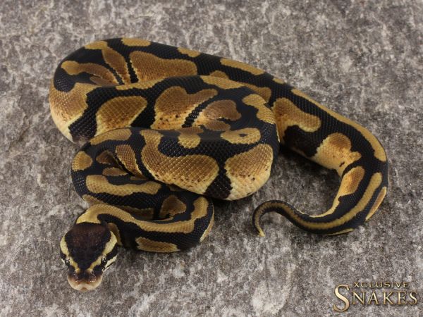 1.0 Pastel triple het Tristripe Desert Ghost Piebald 2022