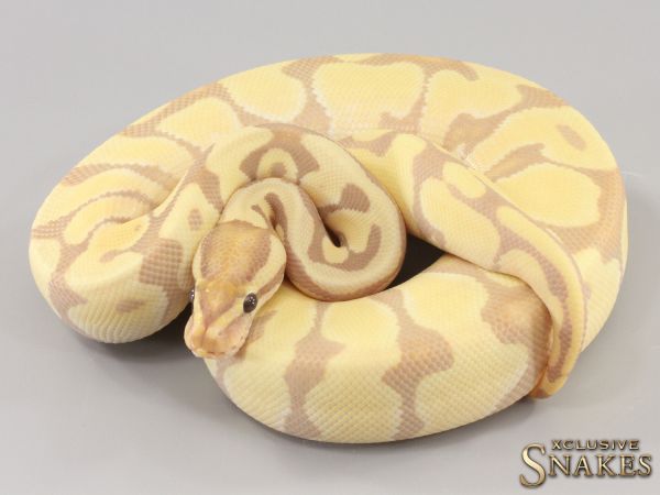 0.1 Banana Enchi Gravel Desert Ghost 2023