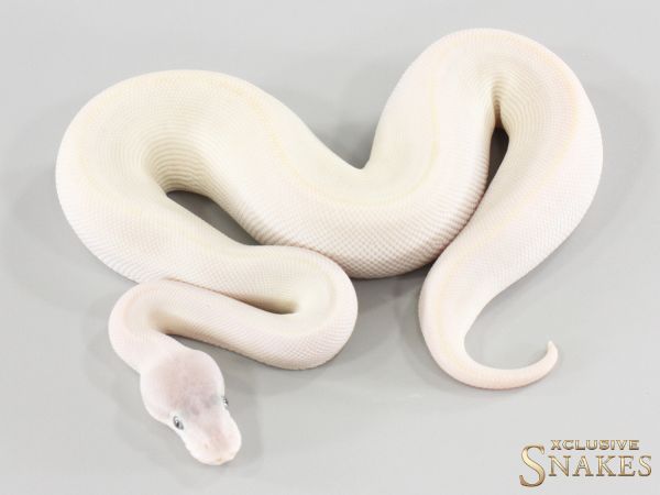 0.1 Super Mojave Hypo (BEL) 2026
