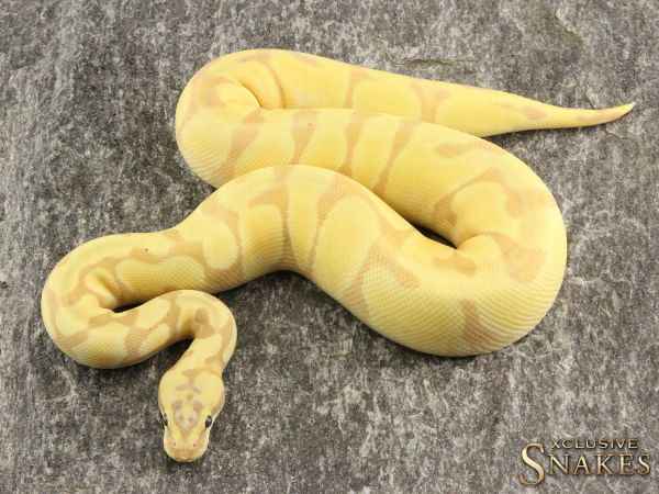 1.0 Super Enchi Banana 66% Het Desert Ghost 2020