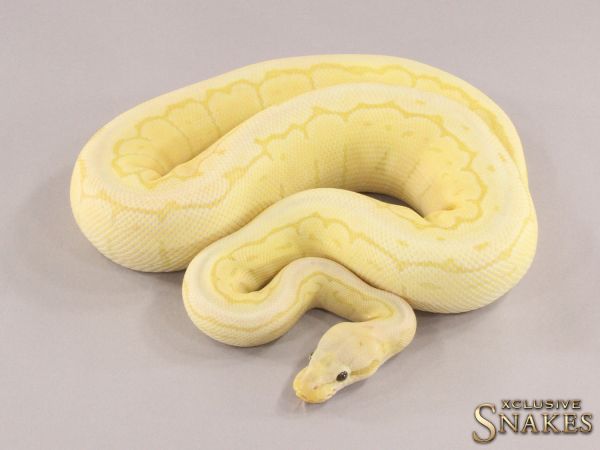 0.1 Banana Pastel Pinstripe Desert Ghost 2021 (1070g @03/2024)