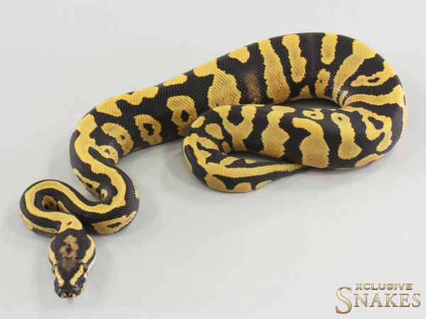 1.0 Confusion Desert Ghost het Clown 2026