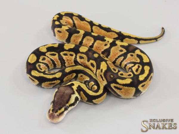 0.1 Pastel double het Ultramel Clown 2023