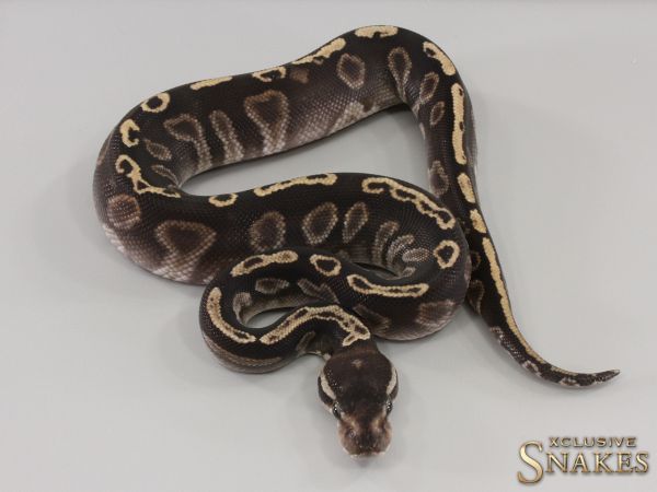 1.0 GHI HRA Mystic het Black Axanthic 2023