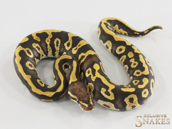 1.0 Confusion Mojave triple het Hypo Desert Ghost Clown 2026