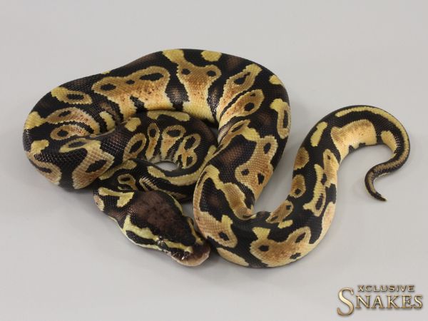 0.1 Pastel het Piebald 50% het Axanthic 2023