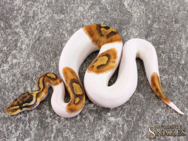 1.0 Enchi Special Piebald 2021