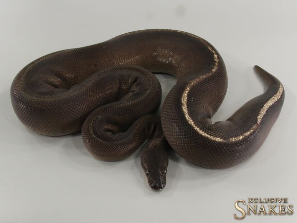 0.1 Super GHI Black Head Mojave pos Spotnose 2018 *FOR SALE AFTER EGGLAYING*