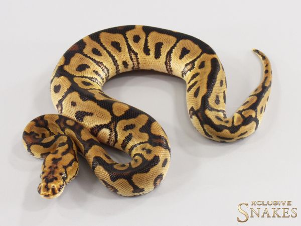 0.1 Spotnose Clown 2026