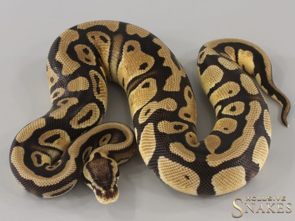 0.1 Pastel triple het Desert Ghost Clown Piebald 2023 (2kg 05/2026)