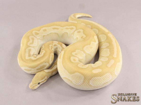 0.1 Banana Butter Het Red Axanthic 50% het Desert Ghost 2015 (2100g, Follicle 16mm @01/2023)