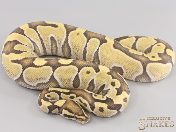 0.1 Enchi Het Red Axanthic Desert Ghost 2023