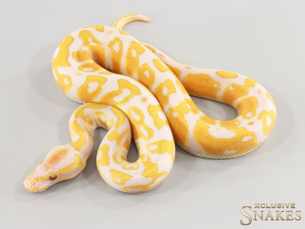 1.0 Leopard Lavender het Piebald 2026