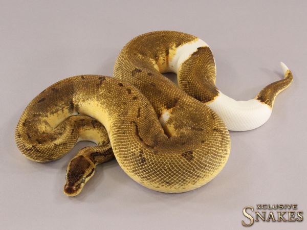 1.0 Enchi Pinstripe Piebald 2019