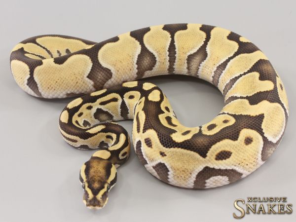 0.1 Enchi Het Red Axanthic Desert Ghost 2023