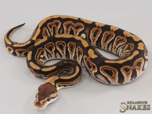 0.1 Black Pastel Crypton het Desert Ghost 2023