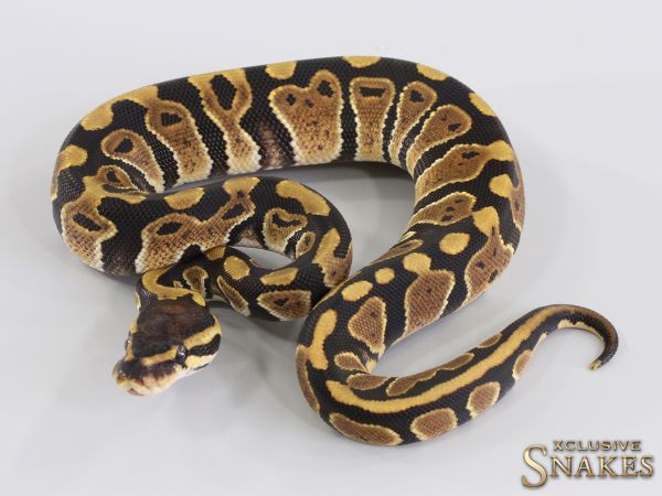 0.1 Triple het Lavender Clown Piebald (Holy Grail) 2023