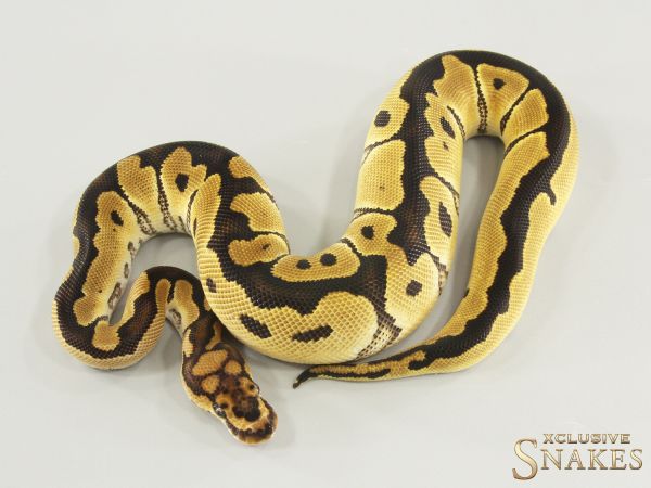 1.0 Clown het TSK Axanthic 2025