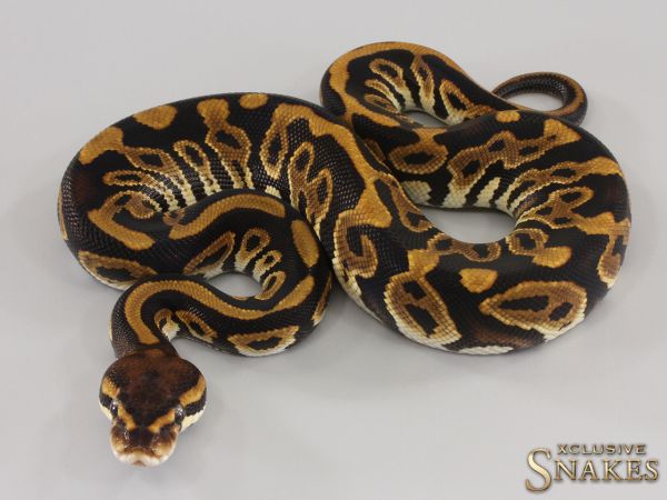 0.1 Cypress Leopard het Clown 2023