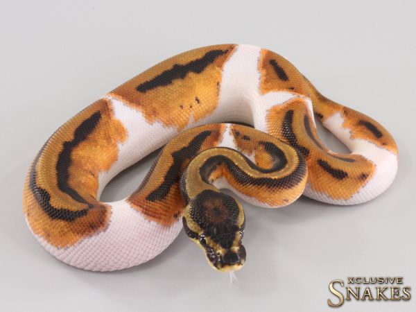 0.1 Orange Dream Piebald het Clown 2023