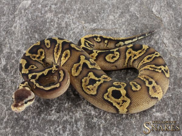 0.1 Wookie Pastel Gravel het Cryptic or het Clown 2021