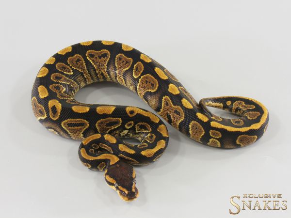 1.0 Nr Mandarin Wookie Gravel het Hypo 2026