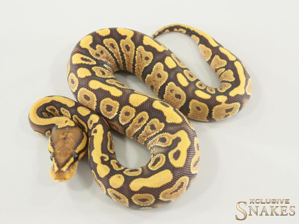 0.1 Gravel Hypo het Clown 2025