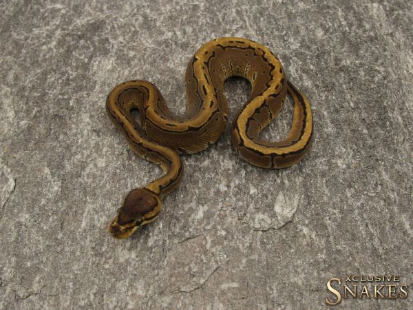 0.1 Pinstripe het Desert Ghost 2019