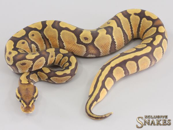 0.1 Enchi Hypo het Desert Ghost 2023