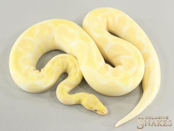 1.0 Lavender Albino Clown het Piebald 2020