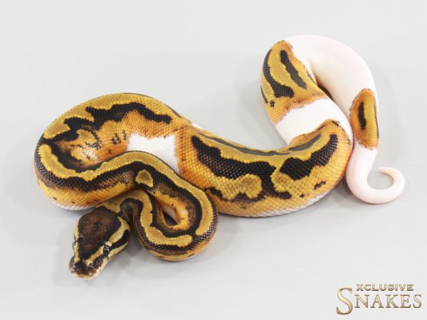 1.0 Piebald double het Lavender Clown 2026