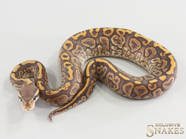 0.1 Black Pastel Gravel Hypo 2026