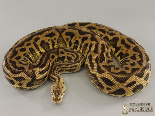 0.1 Pastel Leopard Crypton het Desert Ghost 2019