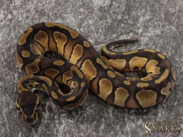 0.1 Blackhead Enchi het Piebald 66% het Lavender 2021