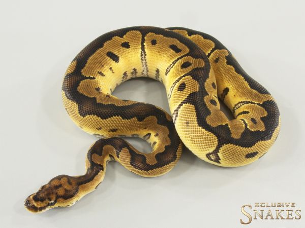 1.0 Clown double het TSK Axanthic Desert Ghost 2025