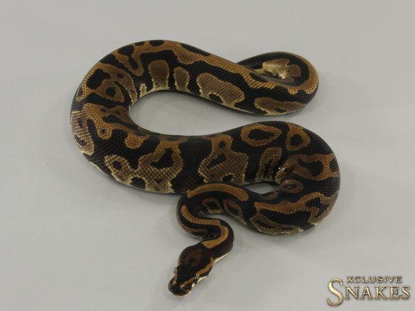 1.0 Leopard double het Desert Ghost Piebald pos het Clown 2022