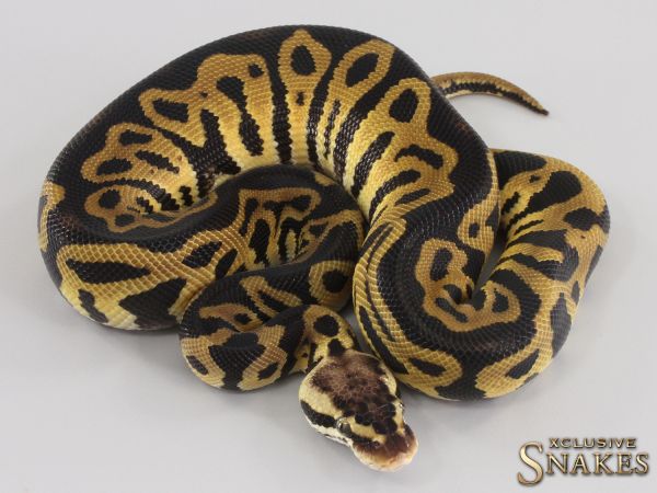 1.0 Pastel Leopard double het Desert Ghost Clown 2023