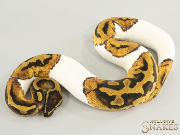 1.0 Piebald double het Lavender Clown 2025